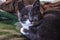 Cute gray kitten with large expressive yellow eyes sits on a green wool blanket.