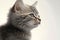 A cute gray kitten looks at the empty space of the picture