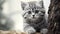 Cute Gray Kitten Peering Behind Wood - Iconic Imagery