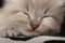 Cute gray kitten resting on pillow