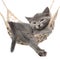 Cute gray kitten sleep in hammock isolated