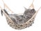 Cute gray kitten sleeping in hammock