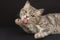 A cute gray kitten with yellow eyes licks a paw, a long pink tongue. close-up, horizontal photo