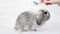 A cute gray lop-eared decorative rabbit sits on a white background while being combed by a hand with a special comb.