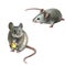 Cute gray mouse holding cheese on white background