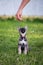 Cute gray puppy with big ears reaches for food.