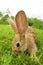 Cute Gray Rabbit