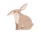 Cute gray rabbit of French lop breed. Adorable bunny sitting. Domestic animal. Coney pet with floppy ears. Colored flat