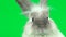 Cute gray rabbit sniffing and looking around on green background at studio. Close up. Slow motion