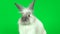 Cute gray rabbit sniffing and looking around on green background at studio. Close up. Slow motion