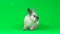 Cute gray rabbit sniffing and looking around on green background at studio. Slow motion.