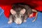 Cute gray rats small with big ears long mustache hiding under a rug sits watching with sleepy eyes