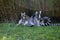 Cute gray ring lemurs with striped tails sitting in grass close-up and playing. Lemurs in wildlife.