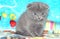 Cute gray Scottish fold kitten on blue sofa