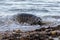 Cute gray seal pup resting on a beach near the ocean, with the crashing waves as a backdrop