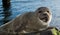 Cute gray seal taking a sunbath on rock