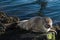 Cute gray seal taking a sunbath on rock