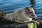 Cute gray seal taking a sunbath on rock