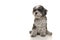 Cute gray senior poodle looking away on a white background