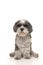 Cute gray senior poodle looking at camera on a white background in a vertical image