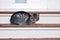Cute gray sleepy cat sitting on stairs in the doorway