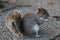 Cute gray squirrel eating. Washintong D. C