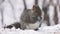 Cute Gray Squirrel - sciurus carolinensis - eastern gray squirrel or grey squirrel, closeup eating seeds on snow in slow motion