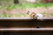 Cute gray squirrel sitting on an railway rail