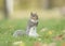 Cute gray squirrel sitting upright eating in grass