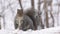 Cute Gray Squirrel stops and looks at camera - sciurus carolinensis - eastern gray squirrel or grey squirrel, closeup eating seeds