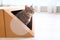 Cute gray tabby cat inside box in room, space for text. Lovely pet