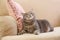 Cute gray tabby cat on sofa