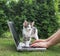 Cute gray - white kitten stands on the laptop keyboard in the garden