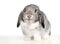 A cute gray and white lop eared domestic pet rabbit