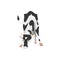 Cute grazing cow with black spots a flat cartoon vector illustration