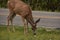 Cute Grazing Young Deer by a Rural Road Way