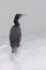 Cute great cormorant resting on the ice