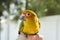 Cute green bird on finger, Parrot on the finger, Parrot Sun conure on hand. Feeding Colorful parrots on human hand.