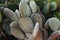 Cute green cactuses with tiny spikes