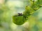 Cute green caterpillar larva worm in nature