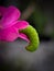 Cute green Caterpillar on the pinky flower