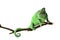 Cute green chameleon on branch against white background