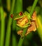 Cute green frog