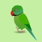 Cute green Indian ringneck parakeet