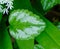 Cute Green Leaf Macro Shoot