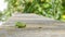 Cute green lizard in the garden on a concrete path, wildlife, small curious reptile walks in nature in summer on background of gre