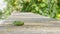 Cute green lizard in the garden on a concrete path, wildlife, small curious reptile walks in nature in summer on background of gre