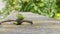 cute green lizard in the garden leaned on a branch and looks around, wildlife, small curious reptile walks in nature in summer on