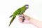 Cute green macaw bird on finger female.