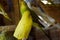 Cute Green Parrot in cage Focused Image Six